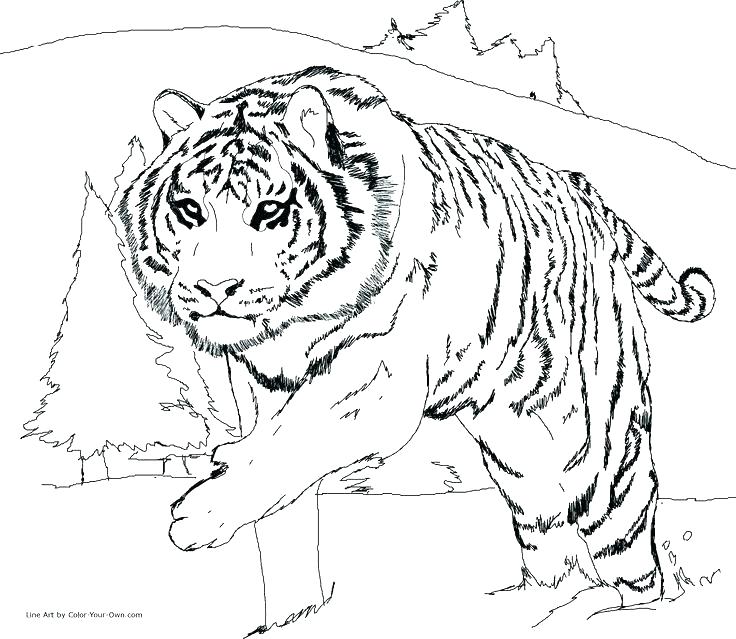 736x639 Cute Tiger Cub Coloring Pages Printable Coloring Leopard Coloring
