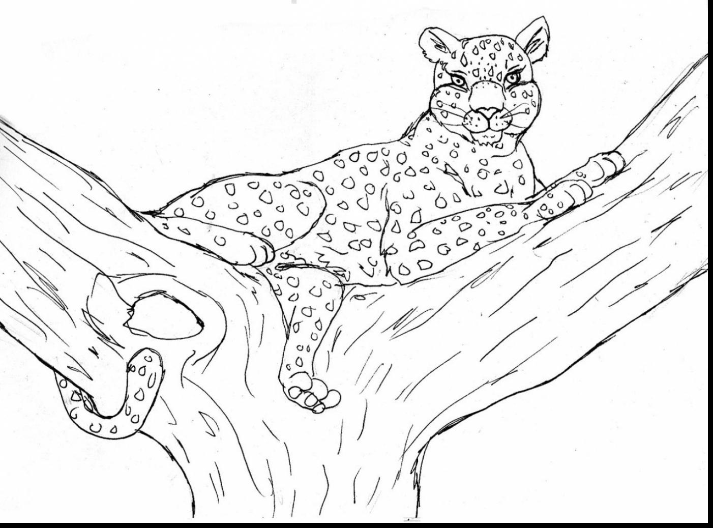 1402x1038 Great Cheetah Coloring Page New Coloring Sheets