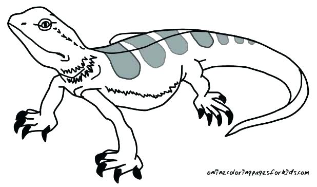 Leopard Gecko Coloring Pages at GetColorings.com | Free printable ...