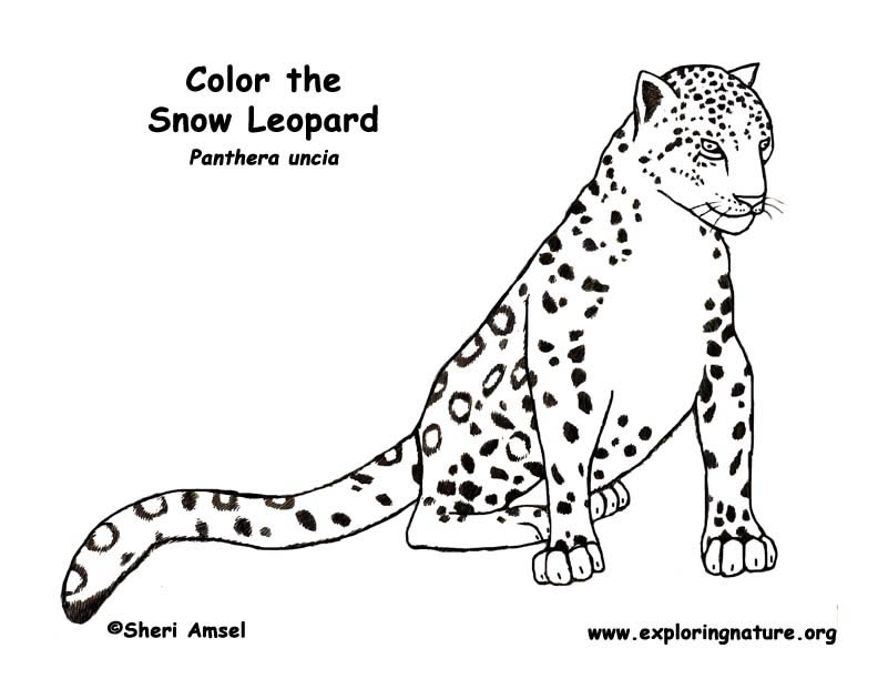 Snow Leopard Coloring Page 792x612 Snow Leopard Coloring Page