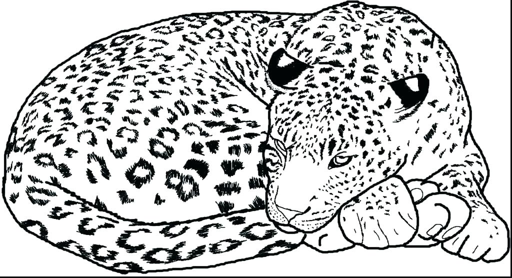 Snow Leopard Coloring Pages Animal Print Coloring Pages Cheetah 1024x556 Snow Leopard Coloring Pages Animal Print Coloring Pages Cheetah
