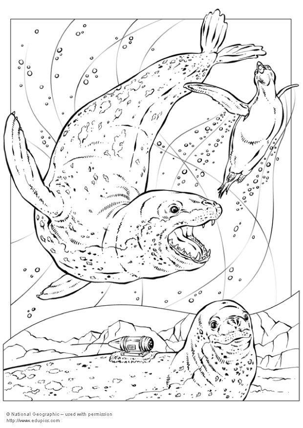 Coloring Page Leopard Seals 620x875 Coloring Page Leopard Seals