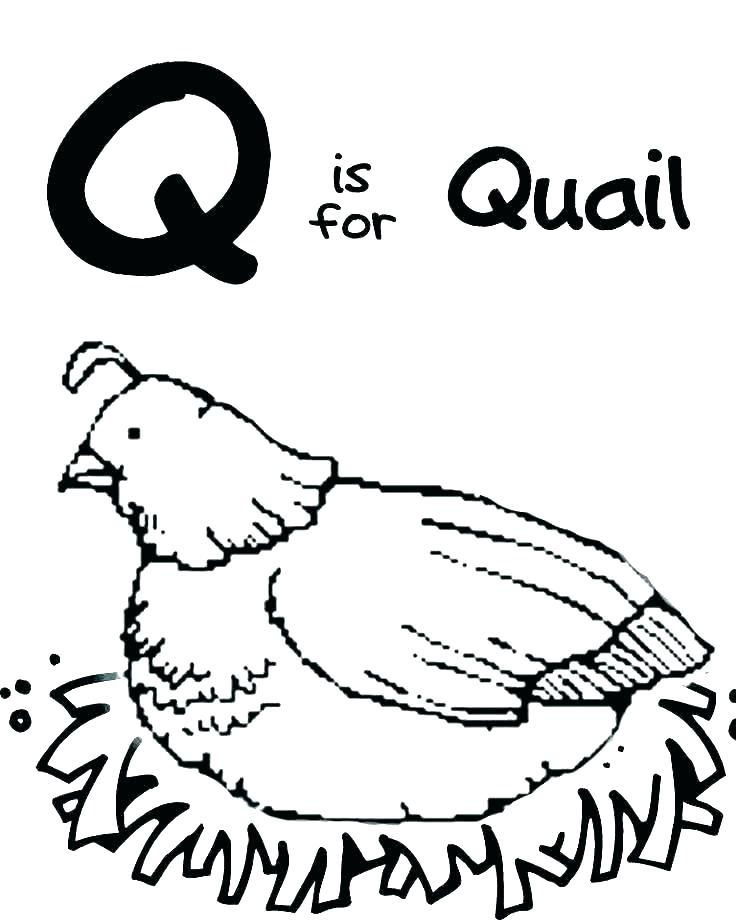 736x920 Coloring Letter Q Coloring Sheet Manna Quail Coloring Page Kids