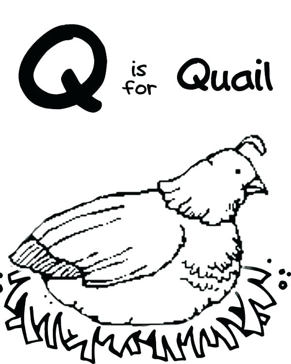 600x750 Quail Coloring Page Awesome Letter Q Coloring Pages Kids X