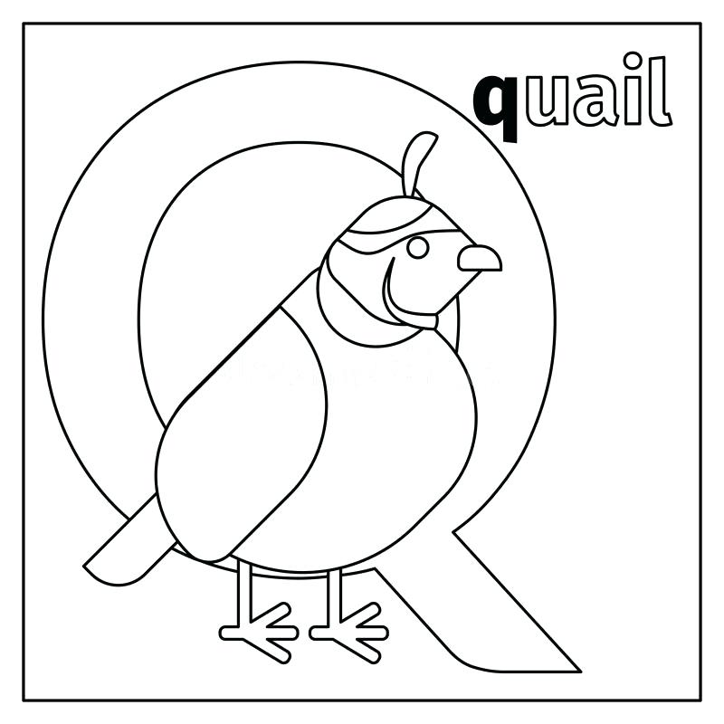 800x800 Quail Coloring Page Printable Quail Coloring Page Common
