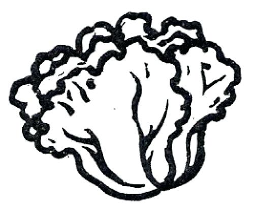 500x413 Lettuce Coloring Page Cooking And Storage Tips Farm Lettuce Leaf