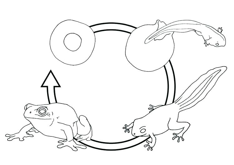 Coloring Pages Frog Life Cycle Of A Frog Coloring Page Coloring 750x531 Coloring Pages Frog Life Cycle Of A Frog Coloring Page Coloring