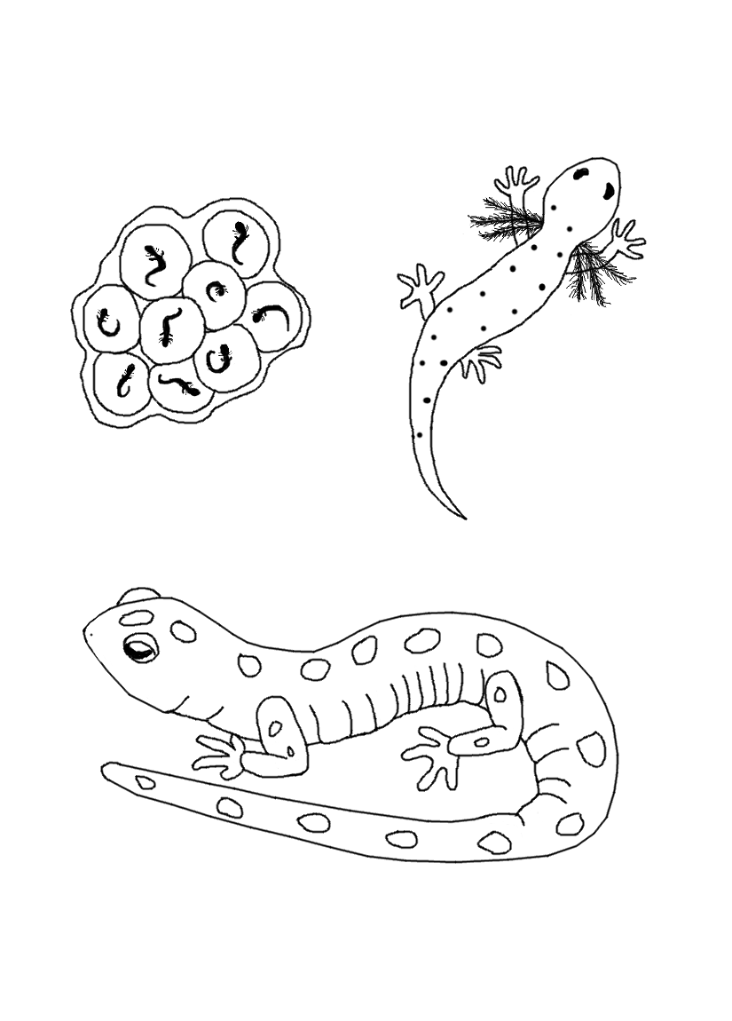 Free Life Cycle Coloring Pages Stuwahacreations 825x1150 Free Life Cycle Coloring Pages Stuwahacreations