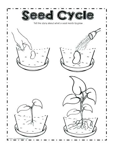 Frog Life Cycle Coloring Page Plant Life Cycle Coloring Page Plant 363x470 Frog Life Cycle Coloring Page Plant Life Cycle Coloring Page Plant