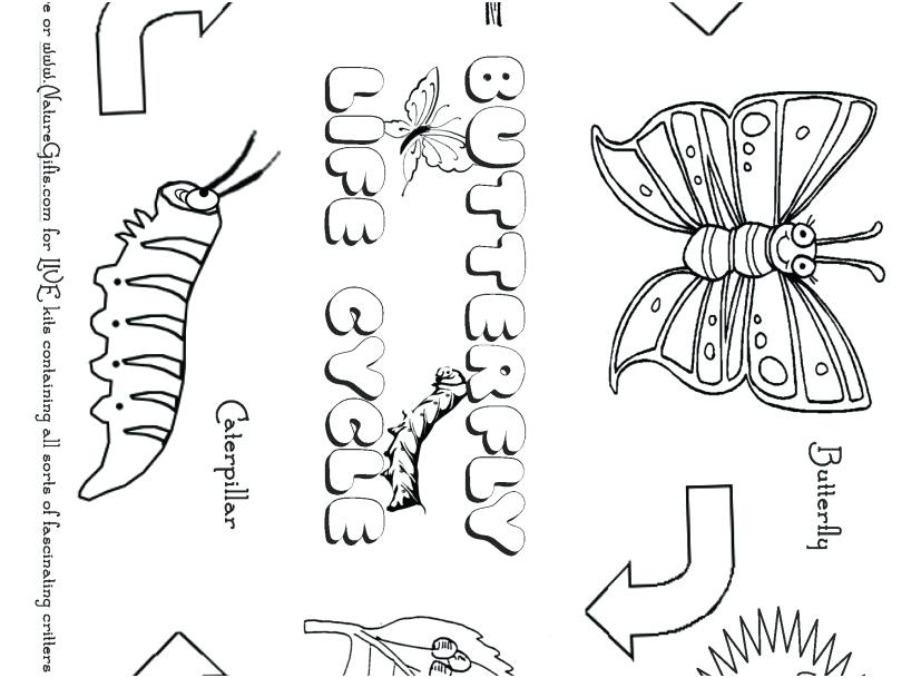 Life Cycle Of A Butterfly Coloring Page Selection Of Free 827x609 Life Cycle Of A Butterfly Coloring Page Selection Of Free