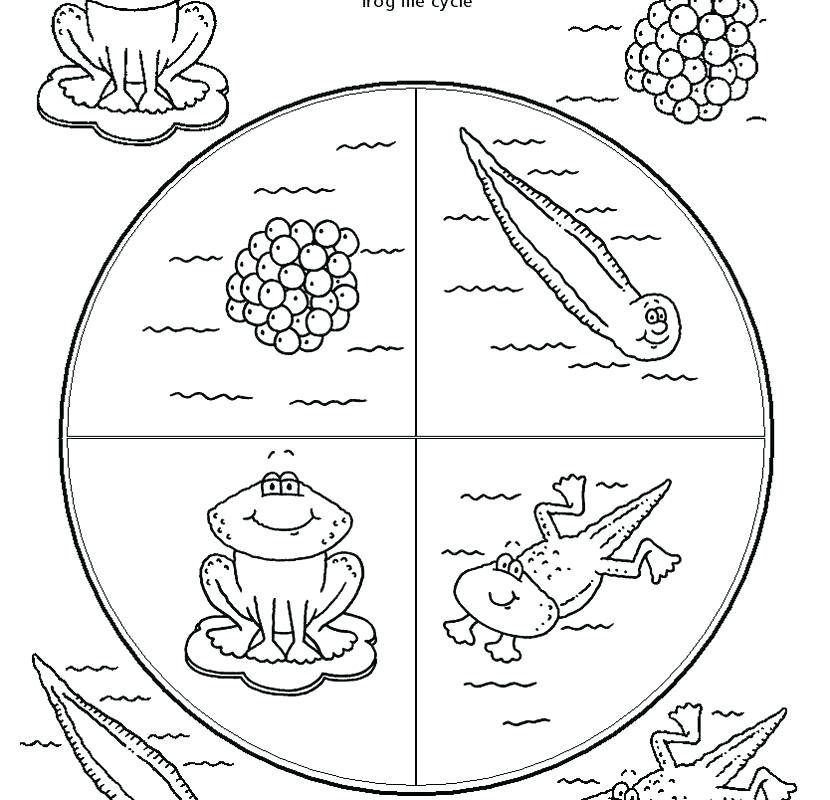 Life Cycle Ofnimals Coloring Page Printable Frog Pages Free 830x800 Life Cycle Ofnimals Coloring Page Printable Frog Pages Free