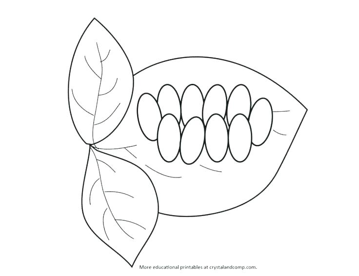 Plant Life Cycle Coloring Page Plant Life Cycle Coloring Page 736x566 Plant Life Cycle Coloring Page Plant Life Cycle Coloring Page