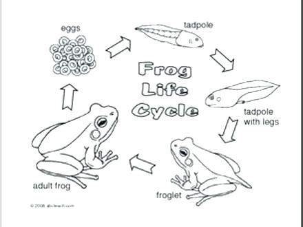 Tadpole Coloring Page Frogs And Tadpoles Coloring Pages Google 440x330 Tadpole Coloring Page Frogs And Tadpoles Coloring Pages Google