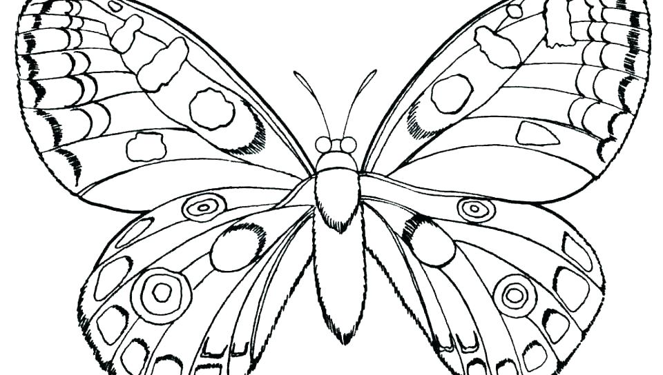 Coloring Pages Of A Butterfly Deepart 960x544 Coloring Pages Of A Butterfly Deepart