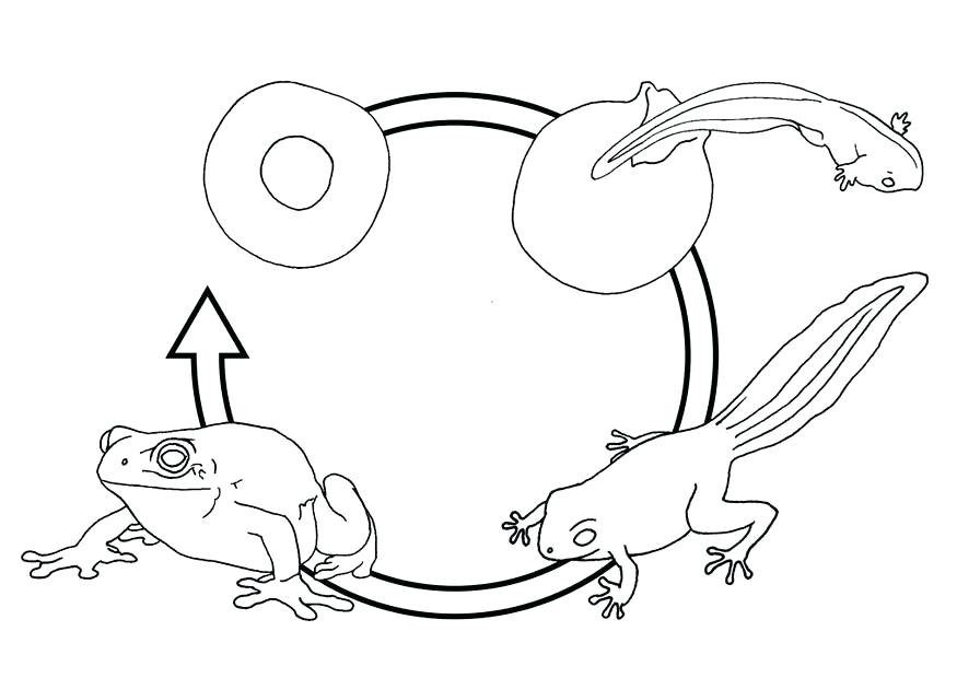 Frog Life Cycle Coloring Page 875x620 Frog Life Cycle Coloring Page