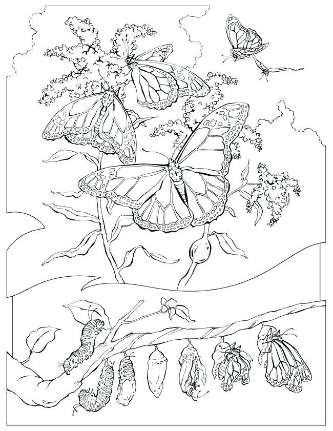 Beautiful Butterfly Coloring Pages Monarch Butterfly Life Cycle 650x841 Beautiful Butterfly Coloring Pages Monarch Butterfly Life Cycle