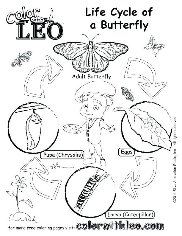 Butterfly Life Cycle Coloring Pages Butterfly Life Cycle Coloring 612x792 Butterfly Life Cycle Coloring Pages Butterfly Life Cycle Coloring