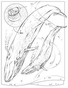 Life Science Coloring Pages