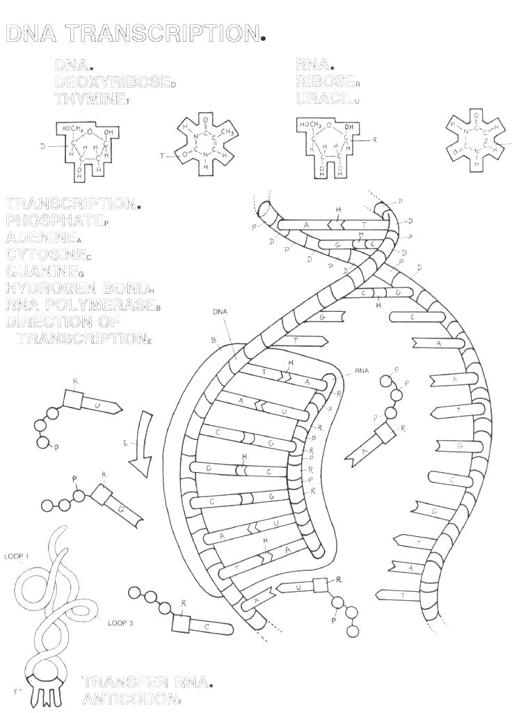 736x1024 Life Science Coloring Pages Plant Life Cycle Coloring Page Explore