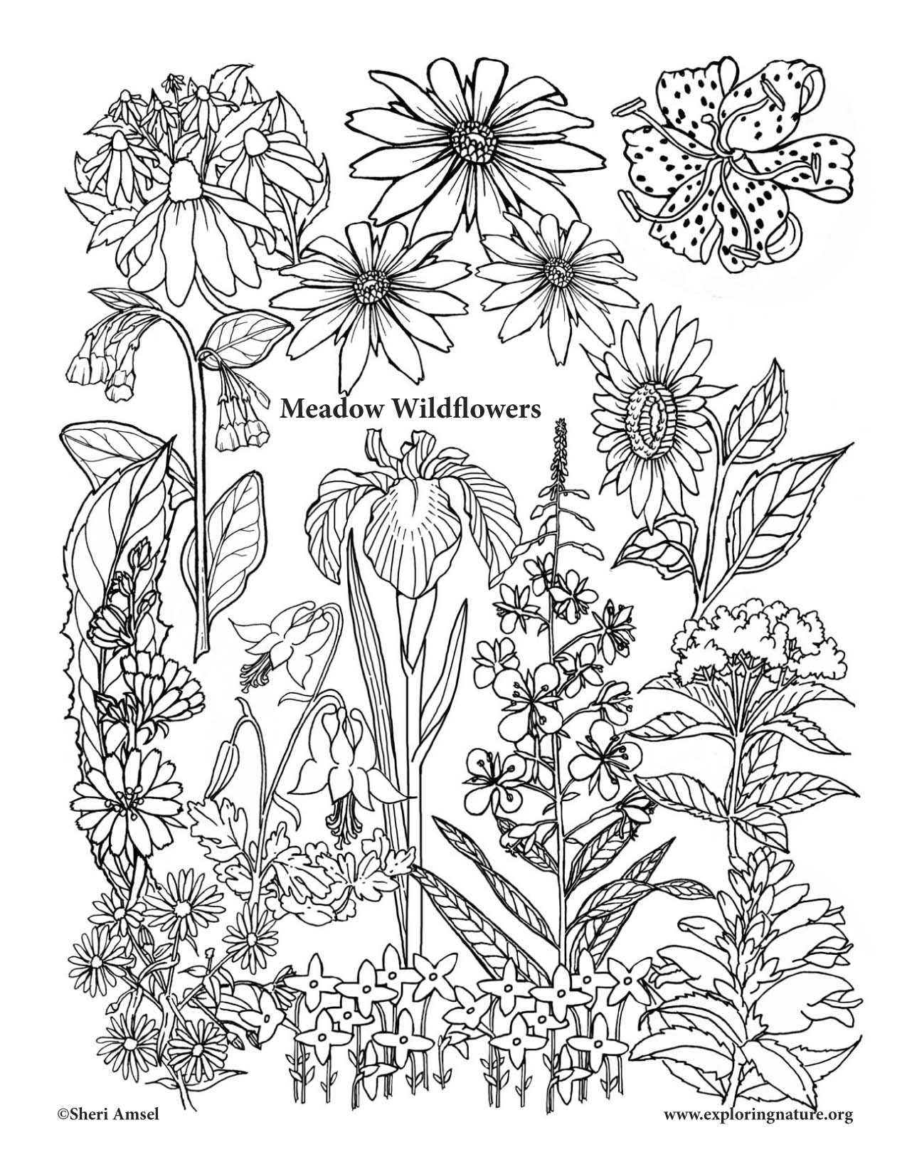 1275x1650 Meadow Wildflowers Coloring Page