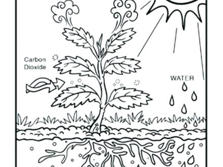 440x330 Photosynthesis Coloring Page Science Coloring Pages Photosynthesis