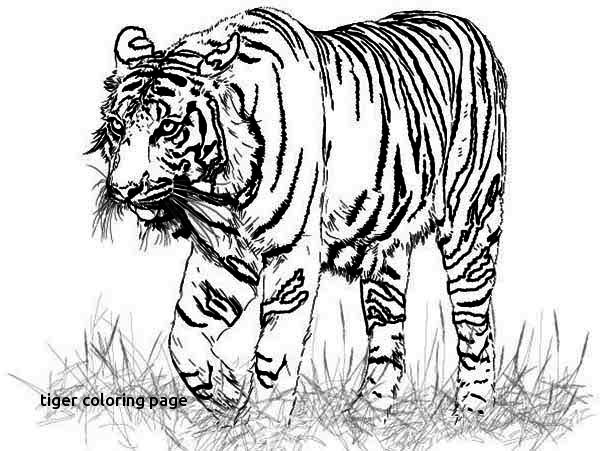 600x451 Free Coloring Pages Of Tigers For Adults Coloring For Tiger
