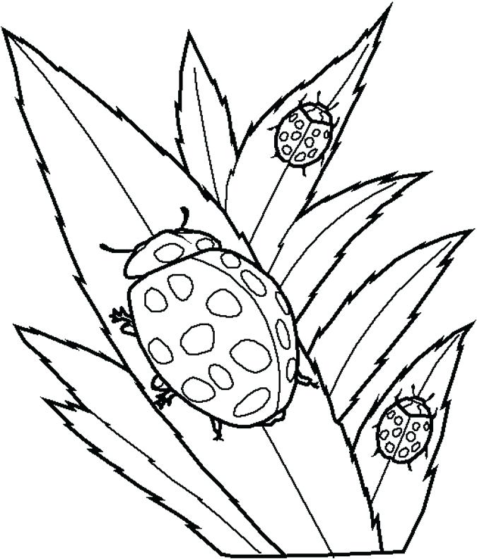 Bug Pictures To Color Coloring Realistic Bug Coloring Pages 675x791 Bug Pictures To Color Coloring Realistic Bug Coloring Pages