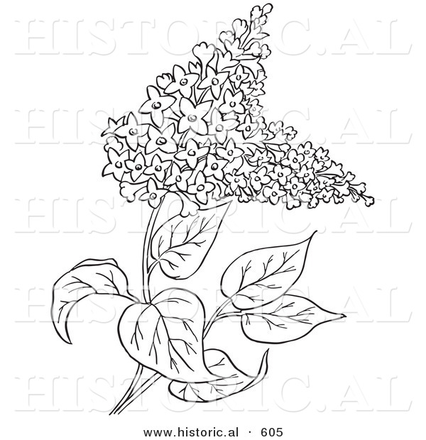 Historical Vector Illustration Of Lilac Flowers Outlined, Syringa 600x620 Historical Vector Illustration Of Lilac Flowers Outlined, Syringa