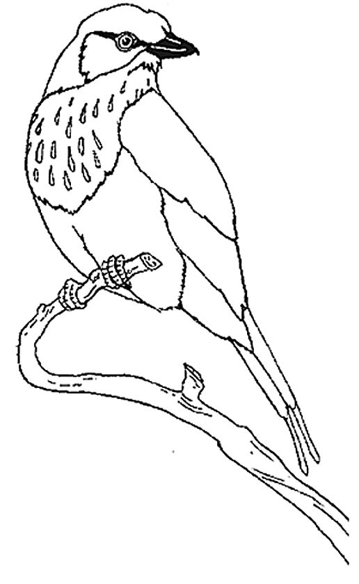 Honey Honey Lion Coloring Mural Lilac Breasted Roller Ideas 516x840 Honey Honey Lion Coloring Mural Lilac Breasted Roller Ideas