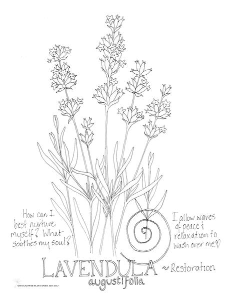 Lavender (Restoration) Coloring Page 464x600 Lavender (Restoration) Coloring Page