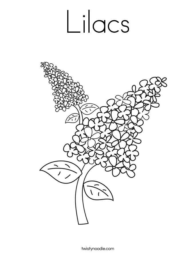 Lilacs Coloring Page 685x886 Lilacs Coloring Page