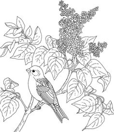 New Hampshire Purple Finch And Purple Lilac Coloring Page 236x274 New Hampshire Purple Finch And Purple Lilac Coloring Page