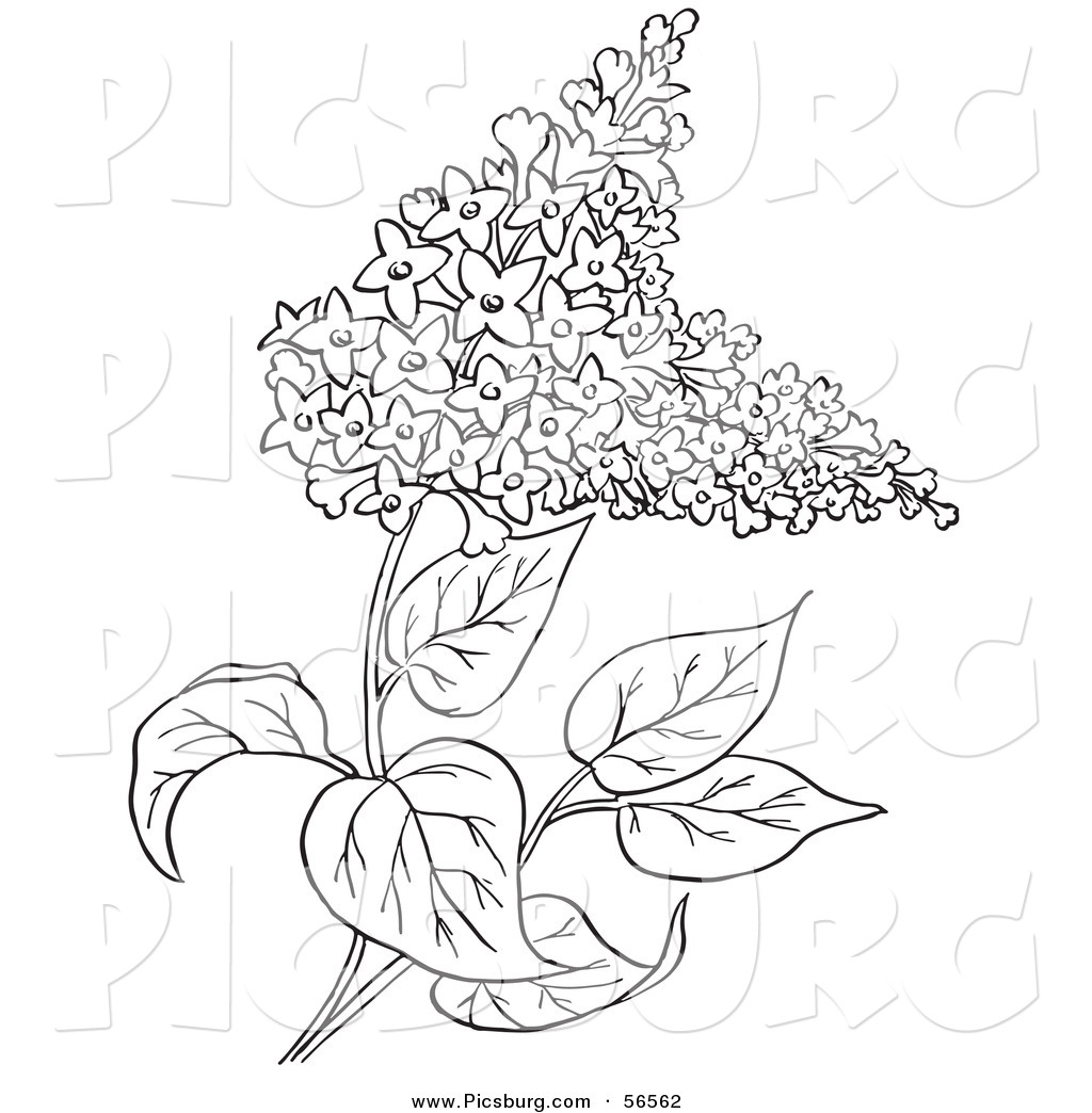 Rice Plant Coloring Pages 1024x1044 Rice Plant Coloring Pages
