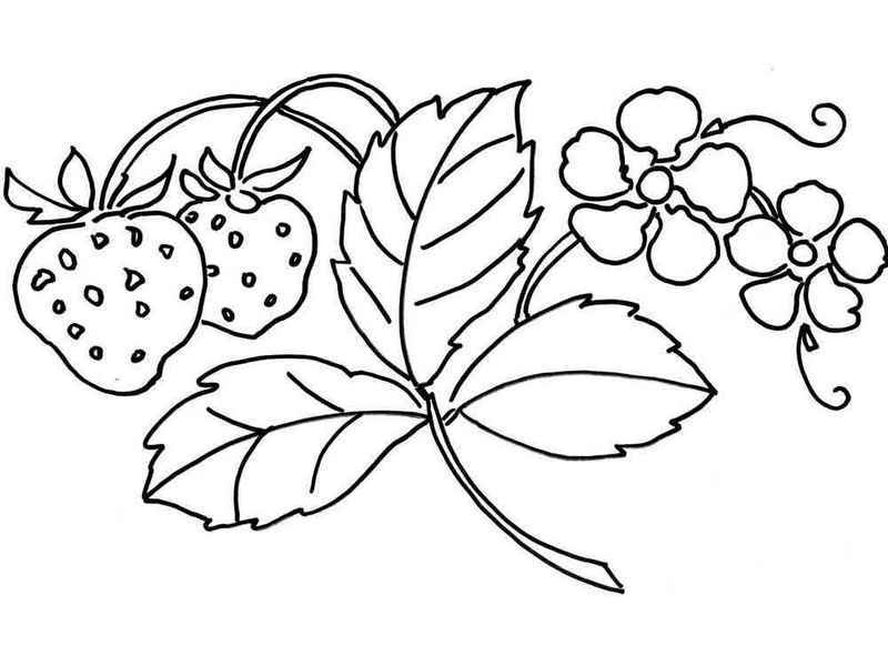 Strawberry And Leaves Coloring Page Fruit Coloring Page 800x600 Strawberry And Leaves Coloring Page Fruit Coloring Page
