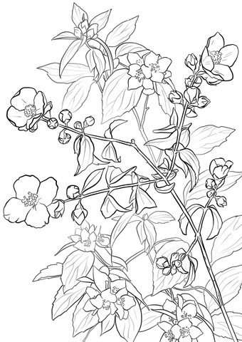 Flowering Lewis Mock Orange Or Syringa Coloring Page 340x480 Flowering Lewis Mock Orange Or Syringa Coloring Page