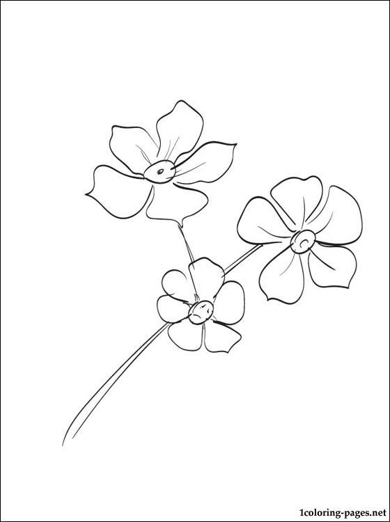 Forget Me Nots Coloring Page Coloring Pages Pattern And How 560x750 Forget Me Nots Coloring Page Coloring Pages Pattern And How