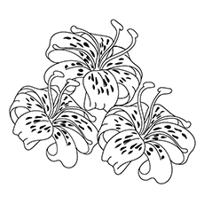 10 Beautiful Lily Coloring Pages For Your Little Girl 230x230 10 Beautiful Lily Coloring Pages For Your Little Girl
