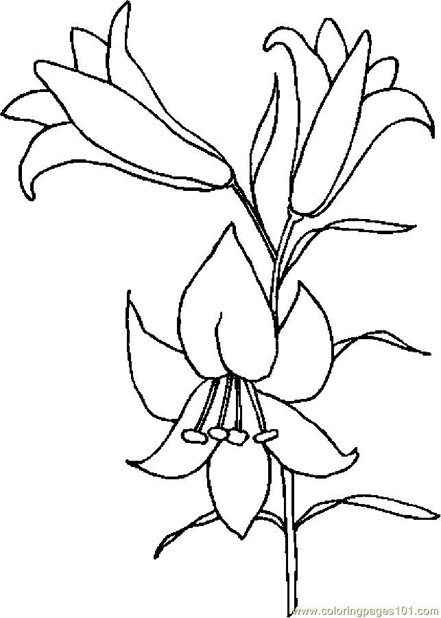 Easter Lily Drawing Lily Coloring Page Patterns 643x900 Easter Lily Drawing Lily Coloring Page Patterns