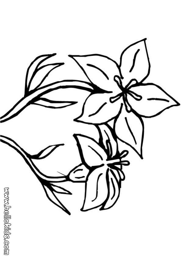 Flower Coloring Pages 601x850 Flower Coloring Pages