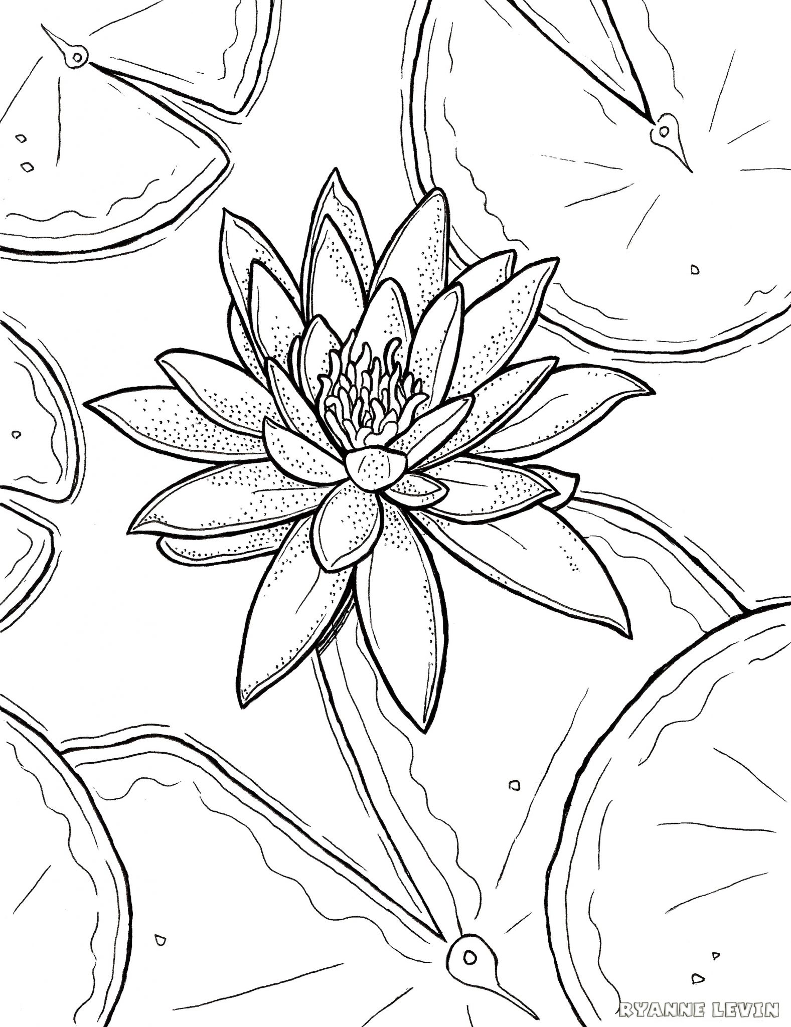 Free Printable Water Lily Coloring Page Download Ryanne Levin 1577x2048 Free Printable Water Lily Coloring Page Download Ryanne Levin