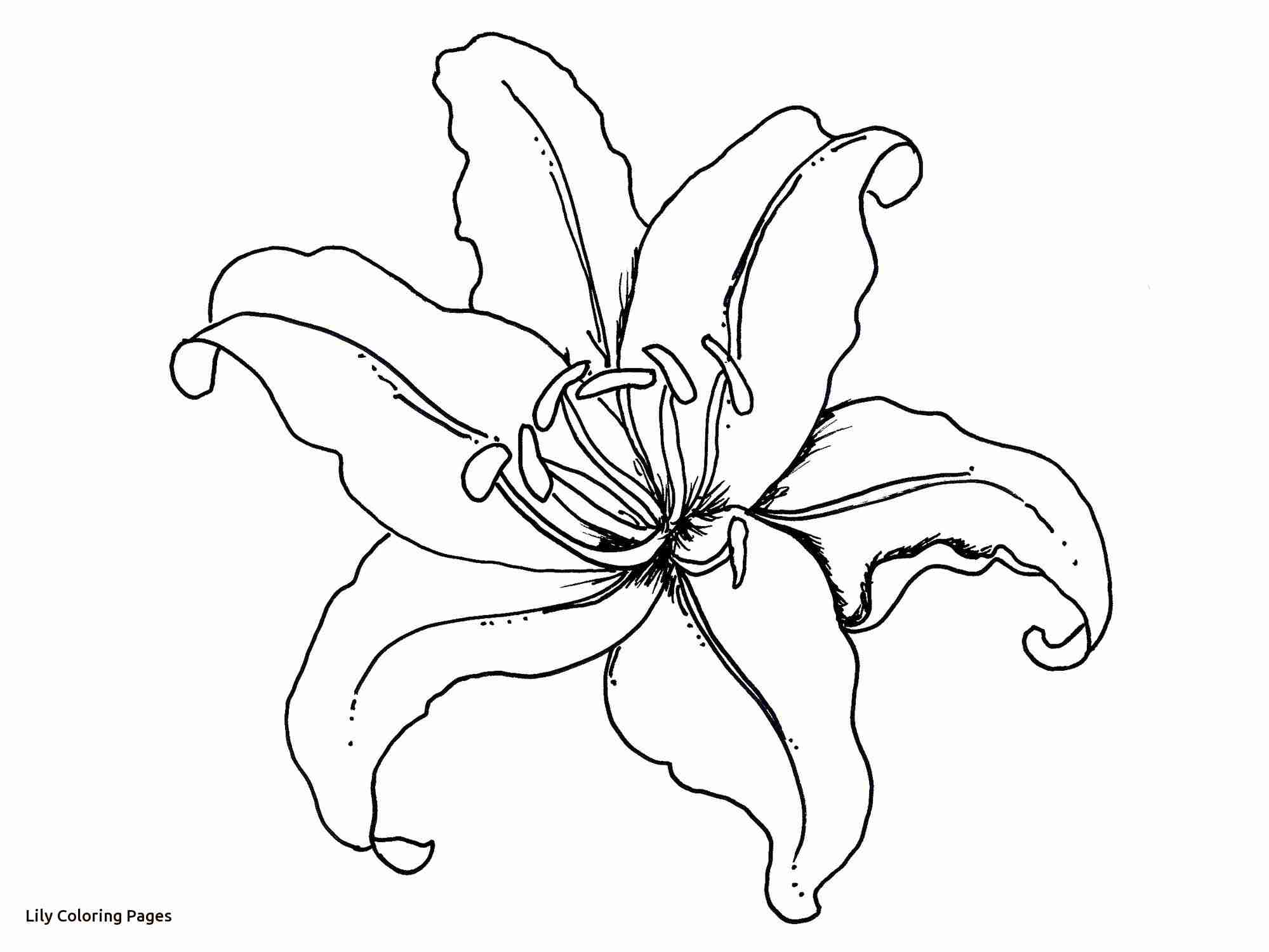 Flower Coloring Pages Lily For 9762 Free In Olegratiy 1999x1500 Flower Coloring Pages Lily For 9762 Free In Olegratiy