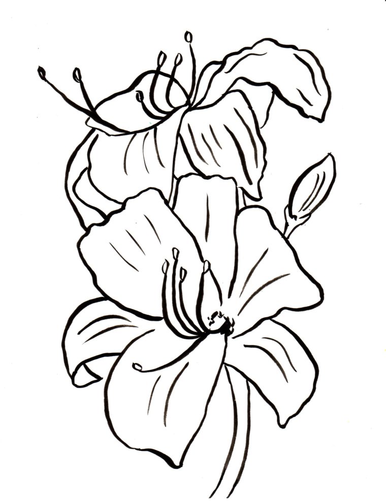 Lily Coloring Page 760x987 Lily Coloring Page