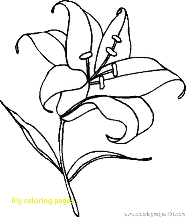 Lily Coloring Pages 650x758 Lily Coloring Pages