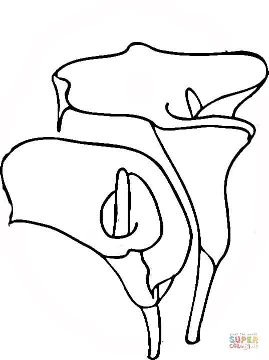 Lily Coloring Pages New Easter Lily Coloring Page Kids 537x720 Lily Coloring Pages New Easter Lily Coloring Page Kids