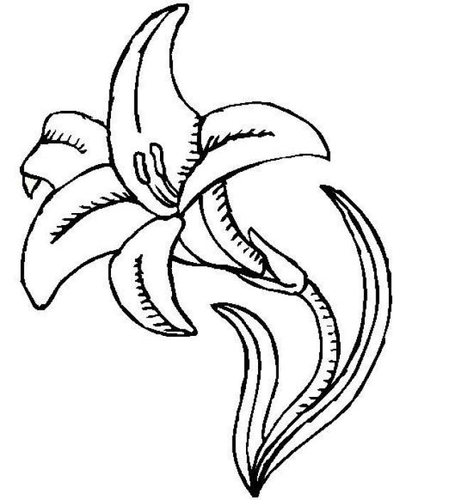 Lily Coloring Pages Printable Art For Crafts 640x704 Lily Coloring Pages Printable Art For Crafts
