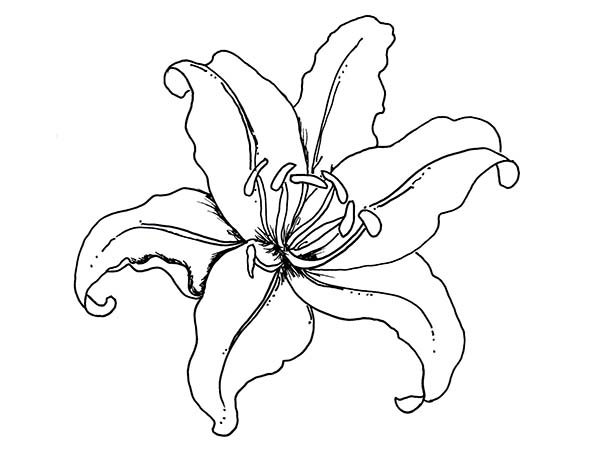 Lily Flower Coloring Page 600x450 Lily Flower Coloring Page