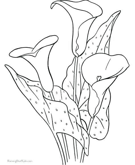 Lily Pad Coloring Page Lily Coloring Pages As Well As Water Lilies 474x580 Lily Pad Coloring Page Lily Coloring Pages As Well As Water Lilies