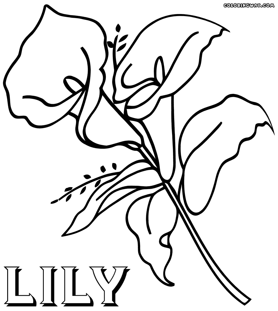 New Lily Flower Coloring Pages Gallery Printable Coloring Sheet 895x1000 New Lily Flower Coloring Pages Gallery Printable Coloring Sheet