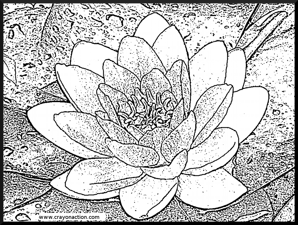 Water Lily Coloring Page Crayon Action Coloring Pages 1025x775 Water Lily Coloring Page Crayon Action Coloring Pages