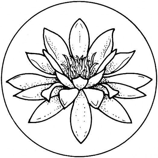 Water Lily Coloring Page To Use As An Embroidery Pattern 524x525 Water Lily Coloring Page To Use As An Embroidery Pattern